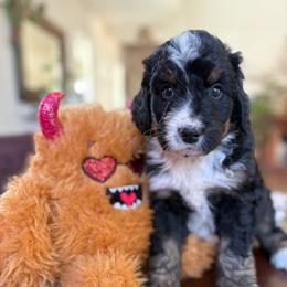 Romeo - Tri-color male Bernedoodle puppy in Carlotta, California from Lost Coast Bernese Mountain Dogs