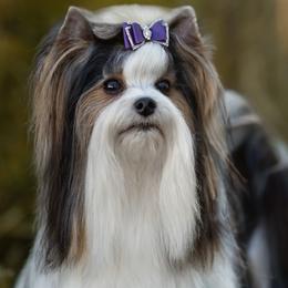Patrón - Biewer Terrier