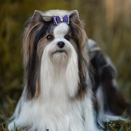 Patrón - Biewer Terrier