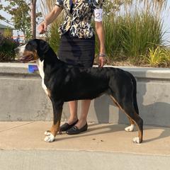 Phoenix - Greater Swiss Mountain Dog