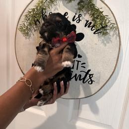 Miles - Tri-color male Cavapoo puppy in Riverview, Florida from Doodley Doodles
