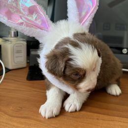 Australian Shepherd Puppies from Fly by Nite Australian Shepherds