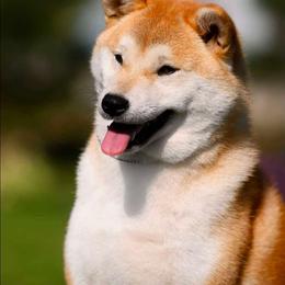 Kimi - Red female Shiba Inu puppy in Tualatin, Oregon from Shiba Paradise