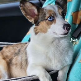 Poppi - American Corgi