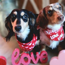 Dachshunds from FurEveritts Dachshunds