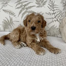 Goldendoodle Puppies from Temecula Creek Doodles