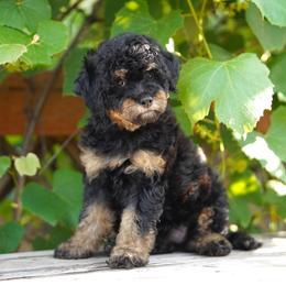 Tilly - Phantom female Bernedoodle puppy in Spokane, Washington from Lilac City Doodles