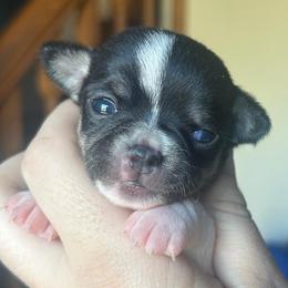 Echo - Black female Chihuahua puppy in New Castle, Delaware from Sasha’s Elite Kennel LLC