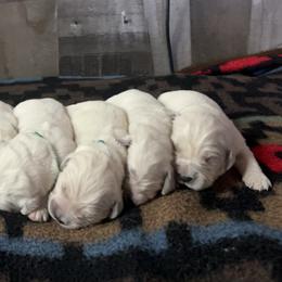 Laurel - Light golden female Golden Retriever puppy in Adair, Oklahoma from Rejoice Retrievers