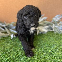 Rain - White and black male Bordoodle puppy in Valley Center, California from Circle R Valley Bordoodls
