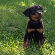 Beauceron Puppies from Beaucerons Des Vents