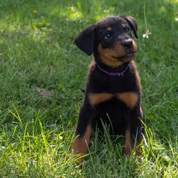 Beauceron Puppies from Beaucerons Des Vents