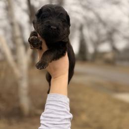 Bashful - Bi-color male German Shepherd puppy in Perrysburg, Ohio from Fancy GSDs