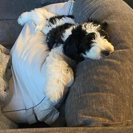 Goldendoodle, Golden Retriever, and Sheepadoodle Puppies from Guppy Puppies