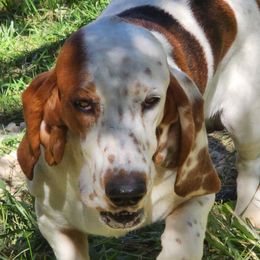 Hiccup - Basset Hound