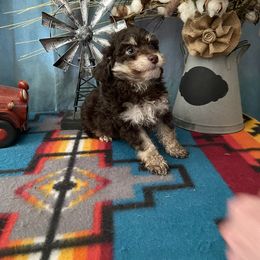 Poodle and Toy Australian Shepherd Puppies from 2B Aussies