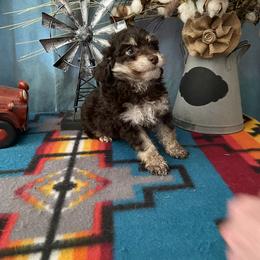 Poodle and Toy Australian Shepherd Puppies from 2B Aussies