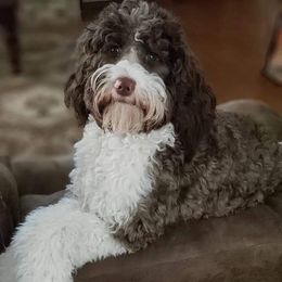 Filè - Australian Labradoodle