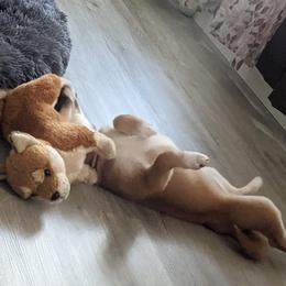 Shiba Inu Puppies from The Animal Farm at Clewiston