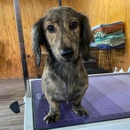 Rowdy - Dachshund