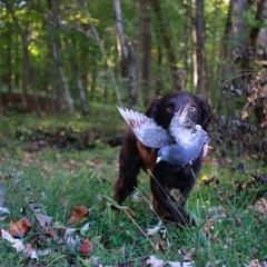Nala - Boykin Spaniel