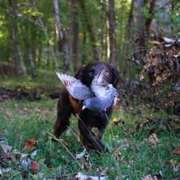 Nala - Boykin Spaniel