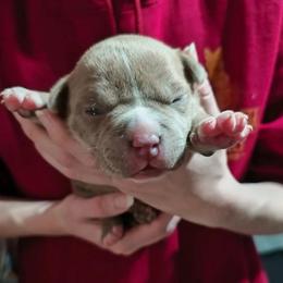 Girl 4 - Fawn brindle female American Bully puppy in Phoenix, Arizona from Superstes Guard
