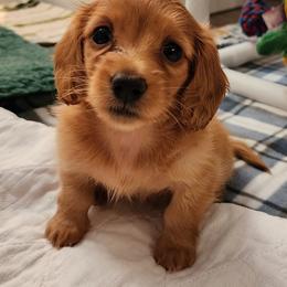 Dachshund Puppies from Queen City Dachshunds