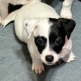 Female 5 - Black and white female Jack Russell Terrier puppy in Williston, Florida from CP FARMS BORDER COLLIES N JACKS CORP