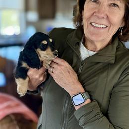 Nikki Black and cream girl3 - Black and cream female Dachshund puppy in Wickenburg, Arizona from Glossy Doxies