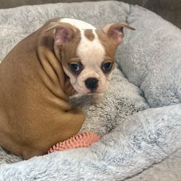 Greg - Red male Boston Terrier puppy in Rosston, Arkansas from Green Acre Boston Terriers