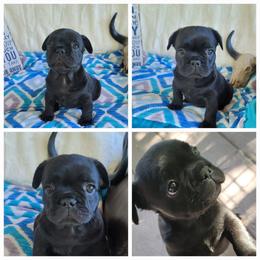 Boy 1 - Brindle male French Bulldog puppy in Plymouth, Utah from Country Sunshine