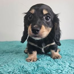 Black and cream male 1 - Black and cream male Dachshund puppy in Belle Rive, Illinois from Akin's Miniature Dachshunds, LLC