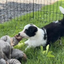 Angus - Black and white male Border Collie puppy in Liverpool, Pennsylvania from Breezy Acres Stock & Sporting Dogs