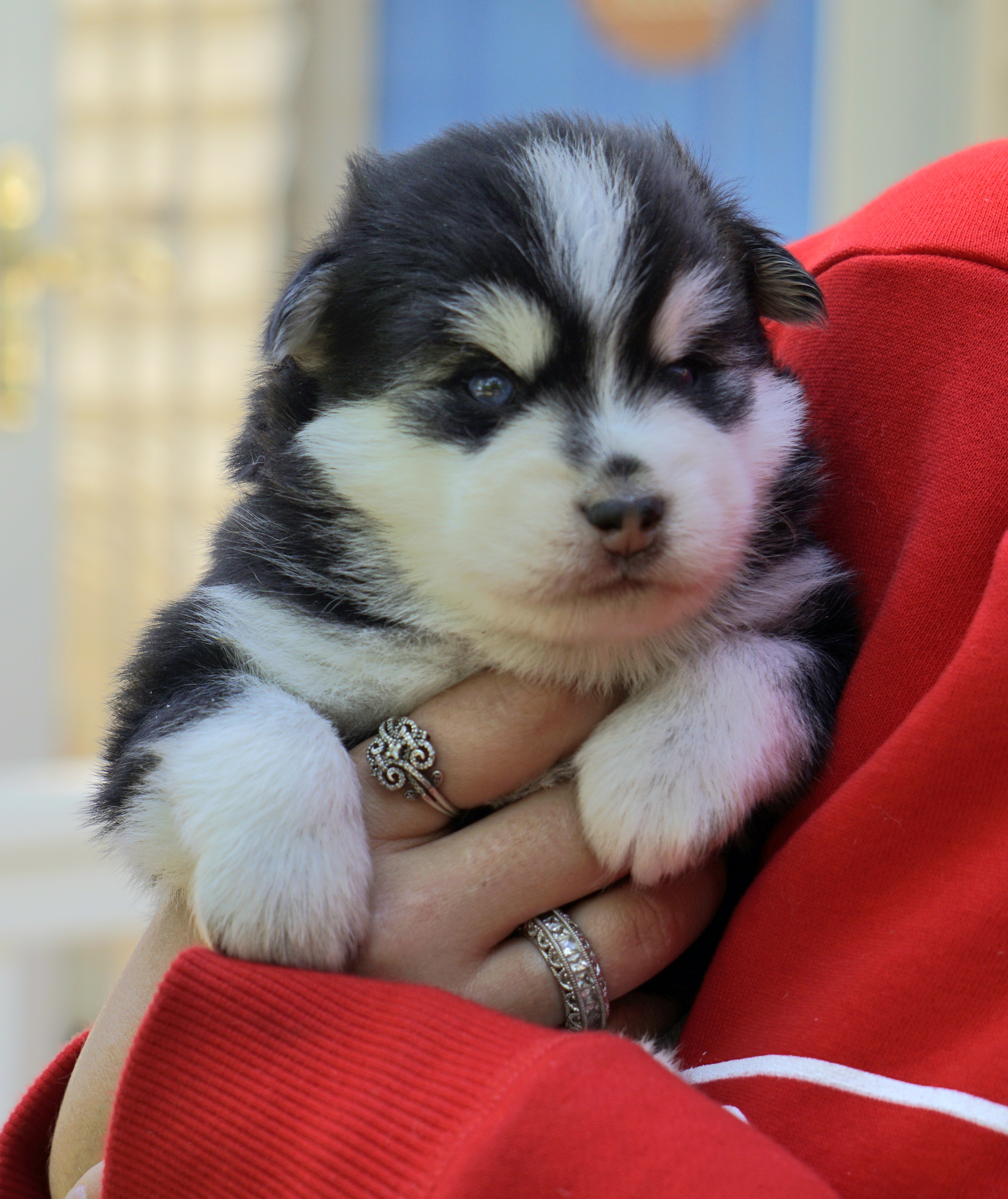 Pomsky Puppies from Arctic Star Pomskies