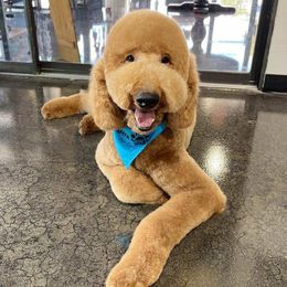 Pumpkin - Goldendoodle