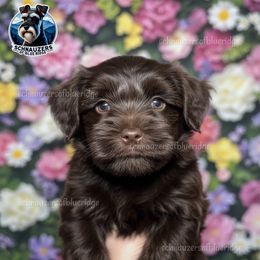 Girl 4 Autumn - Liver female Miniature Schnauzer puppy in Spruce Pine, North Carolina from Schnauzers of Blue Ridge