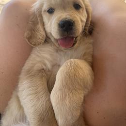 Golden Retriever Puppies from Loposky Goldens