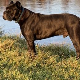 Basset Hounds from Hill Top Basset Hounds & Cane Corso