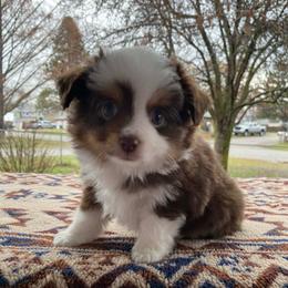 Teeny - Red tri male Miniature Australian Shepherd puppy in Oroville, Washington from High Mountain Aussies