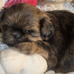 Celia - Red female Shih Tzu puppy in Port Huron, Michigan from Shih Tzu Cottage