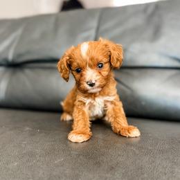 Roux - Red male Cavapoo puppy in Saint George, Utah from Fitzdoodles