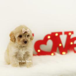 Champaign (White Collar) - Apricot female Cavapoo puppy in Republic, Missouri from Red Skye Puppies