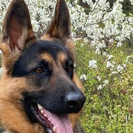 German Shepherds from Jescar Kennels
