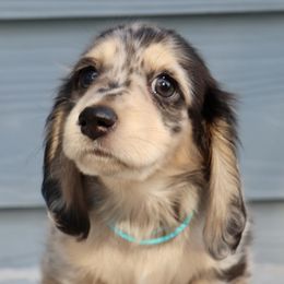 Boy 1 - Dapple male Dachshund puppy in Raleigh, North Carolina from McLovin Doxies