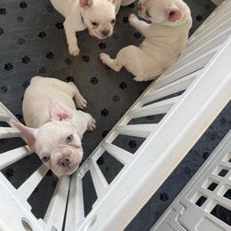 French Bulldog puppies from Blueridge Frenchies