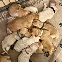 Royal blue - Dark golden male Golden Retriever puppy in Indianapolis, Indiana from ZuGolden Retrievers & Doodles