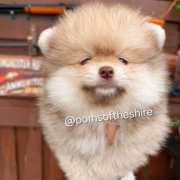 Faramir - Chocolate sable male Pomeranian puppy in Boca Raton, Florida from Poms of The Shire