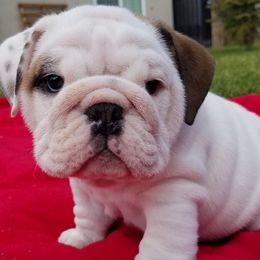 Bulldogs from Bandana Bullies