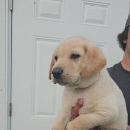 Light blue - Yellow female Labrador Retriever puppy in Tabernacle, New Jersey from Glenn Farm Retrievers